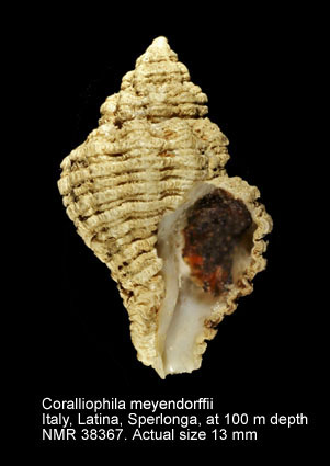 Coralliophila meyendorffii (4).jpg - Coralliophila meyendorffii(Calcara,1845)